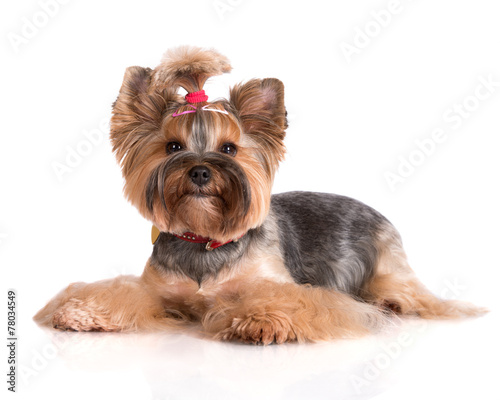 yorkshire-terrier-pies-lezacej