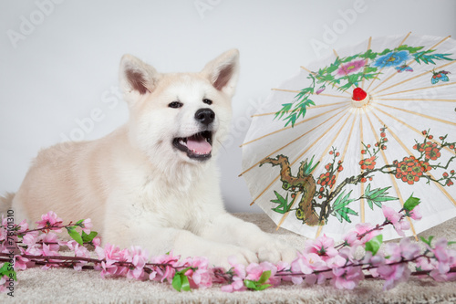 Akita deco japonais