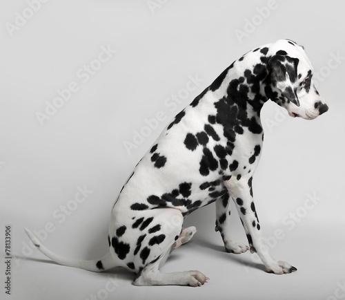 Lacobel Dalmatian admitted his guilt