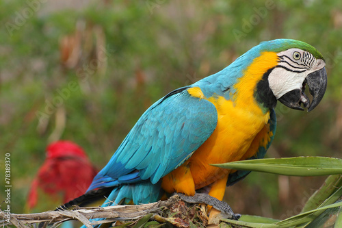 Fototapeta Colorful blue parrot