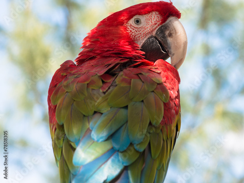 Lacobel parrot