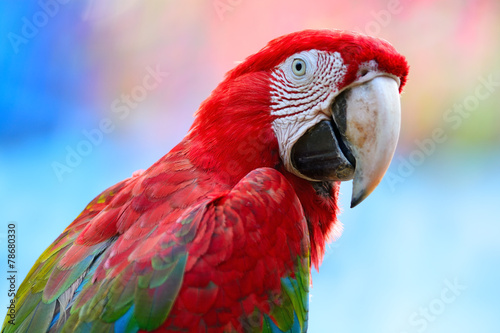 Fototapeta Greenwinged Macaw