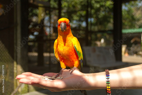 Fototapeta parrot on hand