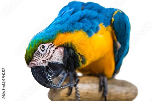Fototapeta parrot bird animal