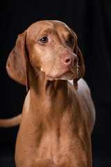 <b>Magyar Vizsla</b> - 240_F_79254902_CXEU6fTHBiq7d4hhrZ25oo1BPWkDrGdu