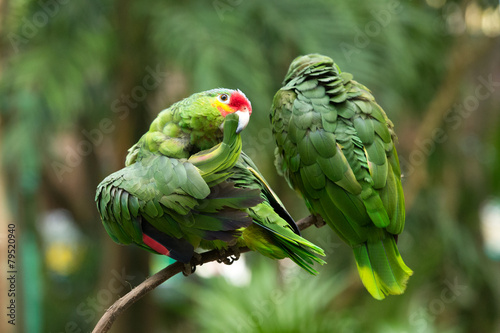 Fototapeta Macaws parrots