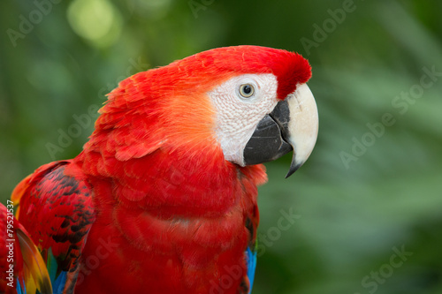 Fototapeta parrot bird