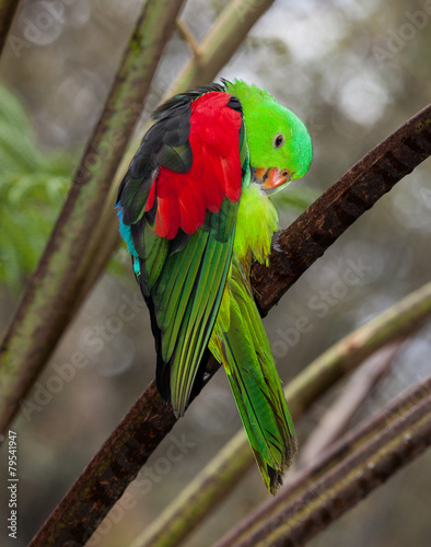 Fototapeta Red winged parrot