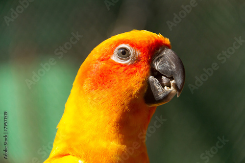 Lacobel portrait of a parrot