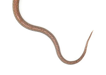 Foto: tail of the snake on a white background