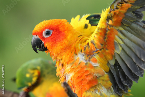 Fototapeta Sun Conure parrots