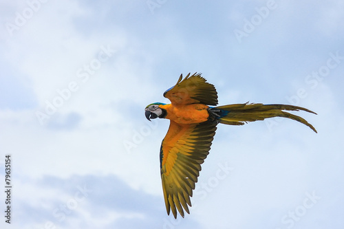 Fototapeta flying macaw,beautiful bird