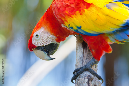 Lacobel Red parrot