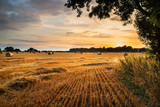 Rural landscape image of Summer sunset over field of hay bales poster