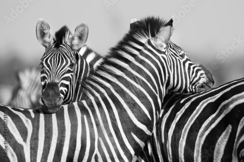 zebra-stada-w-czarno-bialej-fotografii-z-glowami-razem