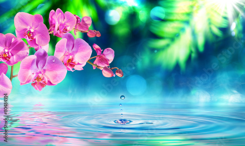 orchid in zen garden with droplet on pond