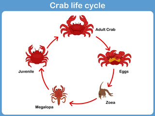 Vector: Vector Cycle of crab for kids