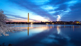 Washington Monument at night with cherry blossom poster