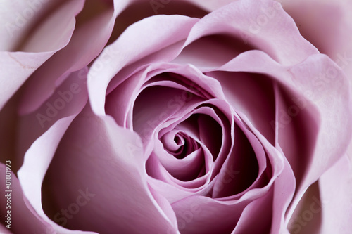 purple-rose-close-up-roza-pamiec-odmiany