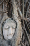 head of buddha in the <b>tree roots</b> at wat mahathat temple - 160_F_82257119_DTUaqSlRLSaQTgBpbcmkNuOUvtjLqueu