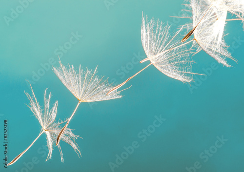 Obraz na płótnie Dandelion seed :)