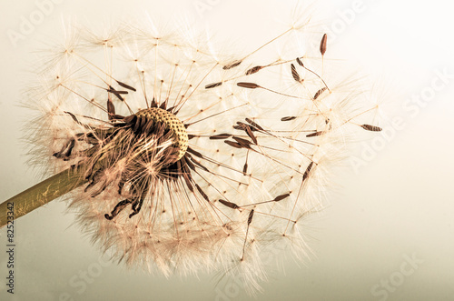 Obraz na płótnie Dandelion clock :)