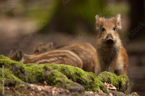 sanglier fôret chasse Poster
