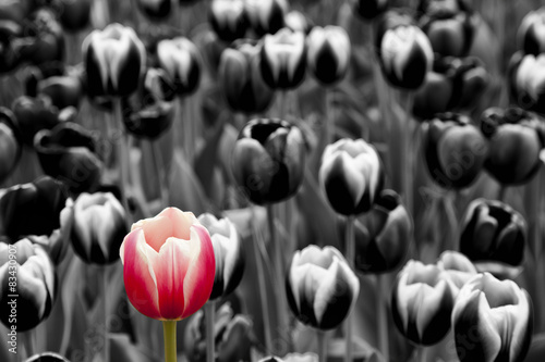 Red tulip among monochrome tulips Poster
