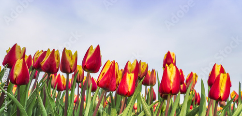 Lacobel Tulpen
