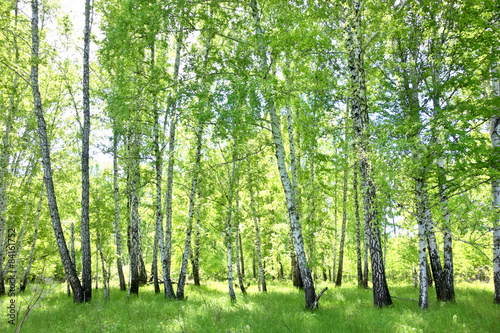 birch forest