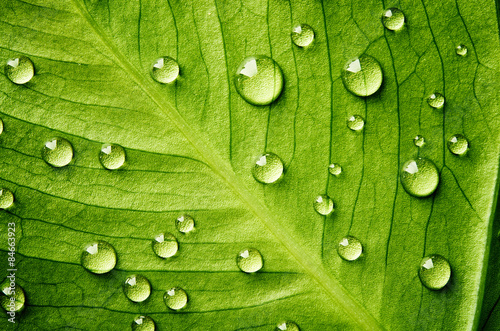 Green leaf with drops of water