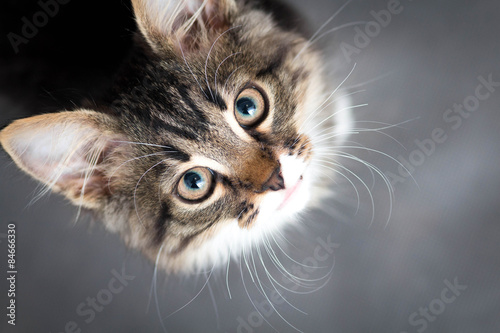 little fluffy kitten on a gray background