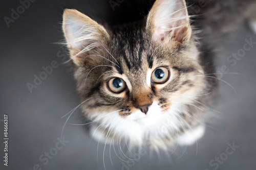little fluffy kitten on a gray background Poster