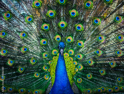 beautiful peacock