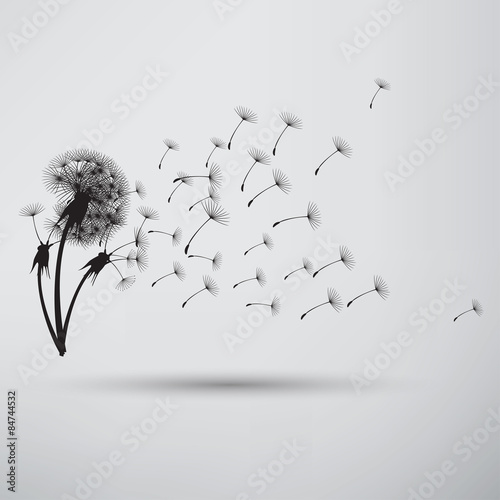 Obraz na płótnie blowing dandelion