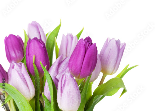 bukiet-fioletowy-tulipan