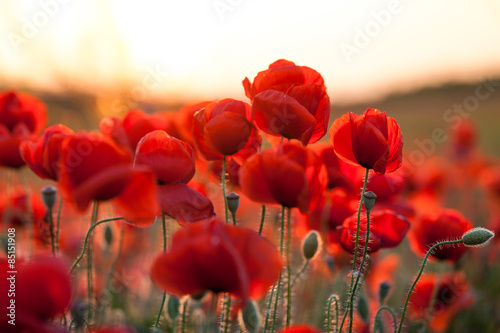 feuriger Mohn