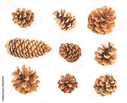 pine cones buy photos ap images detailview pine cones buy photos ap images detailview