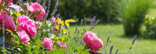 rosenbeet-im-garten-bannerformat