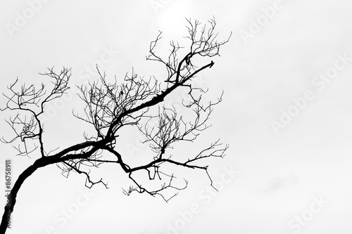 Black and White Poster
