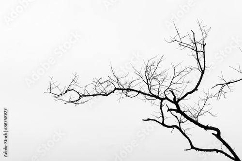 Black and White Poster