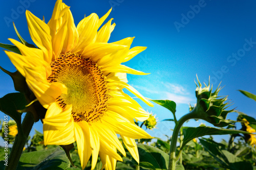 Sunflower and blue sky