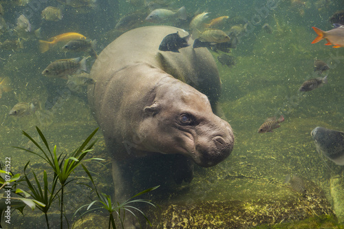 Obraz na płótnie hippopotamus