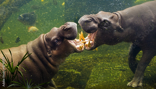 Obraz na płótnie hippopotamus