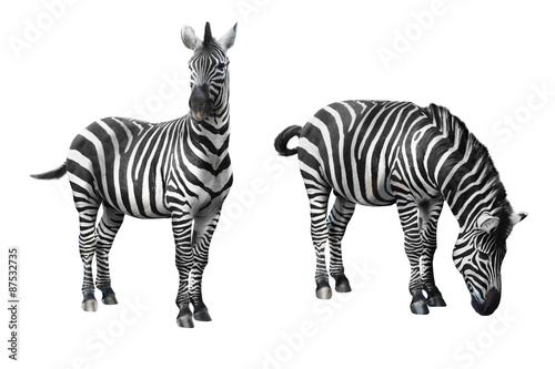 Zebra isolated on white background