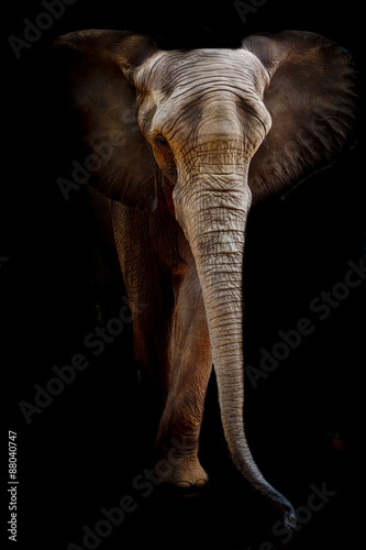 Obraz na płótnie Elephant