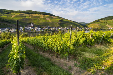 foto vagina Zell (Mosel) (Rhineland-Palatinate) foto vagina Zell (Mosel) (Rhineland-Palatinate)