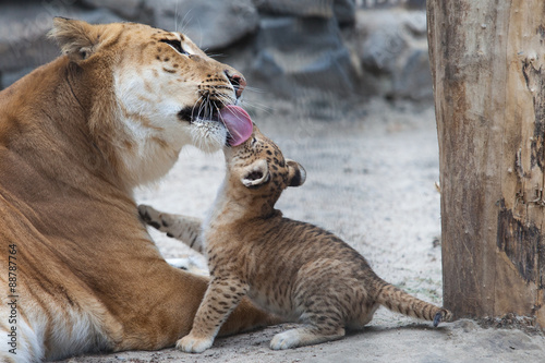 liger Poster
