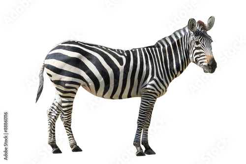 Zebra