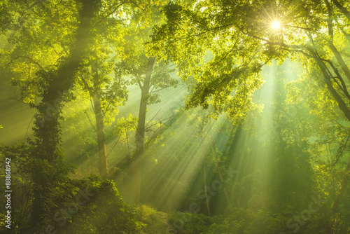 The Forest of Heaven